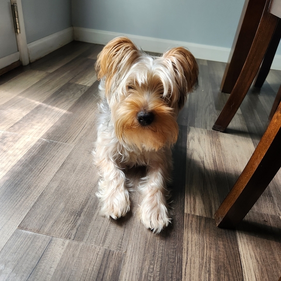 Meet your Posher, Esmeralda - Picture 1 of 1